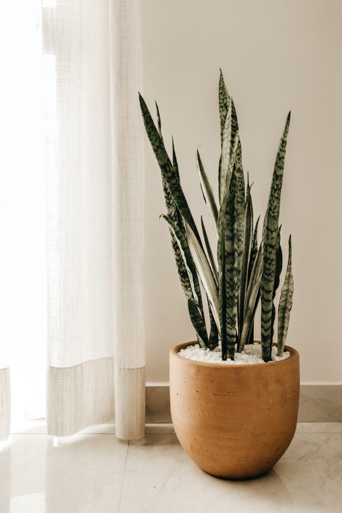 An indoor plant in a pot next to a curtain with sunlight coming in