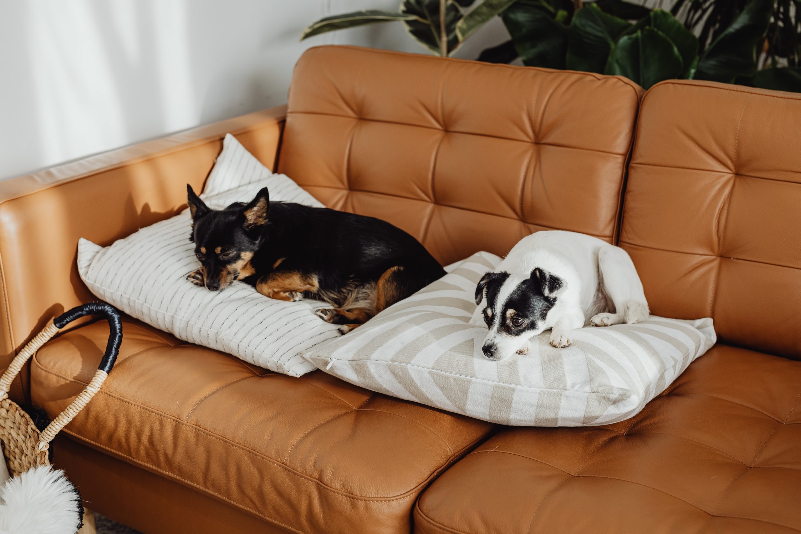 Pet-Friendly Living: How To Foster A Happy Rental For Your Furry Friends