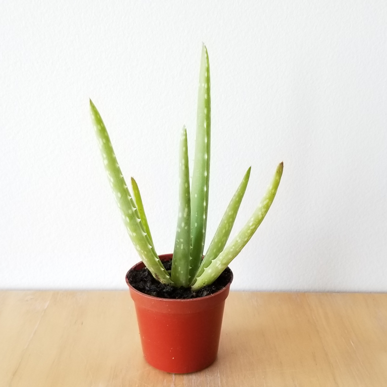 aloevera3